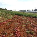 황토농장 이미지