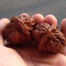 귀족호도 이미지