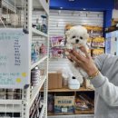 강아지나라 강아지분양 익산점 | 익산 강아지 분양 미용 초보 보호자를 위한 꿀팁