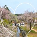 한가이 | - 사슴히의 나들이 : 서울 국립 현충원 벚꽃 후기 (서울 봄나들이 가볼만한곳, 사진찍기 좋은곳, 2026년...