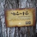 계수나무와달님