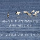 인천의 깃대종 이야기 이미지