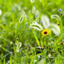 강아지풀 이미지