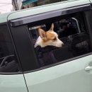 멍머니 2호점 이미지