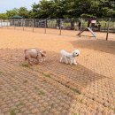 운동장옆운동장가는길