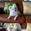 콩이 Daum카페