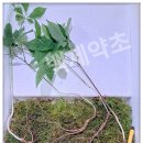 산양삼 1세트 경매 이미지