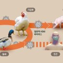 코로나보다 센 ‘사망률 50%’ 조류 인플루엔자 대유행 경고 이미지