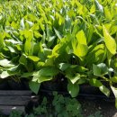 주암동농장 이미지