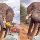 코끼리셀프 이미지