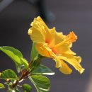 무궁화를 닮은 이 꽃은? &#34;덴마크무궁화&#34; (하와이 무궁화 걔량종) ＜대구 자연과학고등학교＞ 이미지