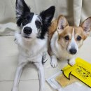 멈무들 | (강아지 간식추천)너한개나한개 소떡심 껌 급여후기