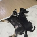 안지아로 수제간식 이미지