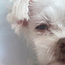 맑은눈 동물병원 이미지