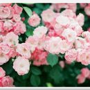 와바와바 이미지