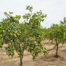 자연앤팜 이미지