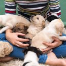 강아지꿈 이미지