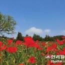 [휴플러스] 제주는 '수국 천국'… 꽃 향기에 취하는 봄의 끝자락 이미지