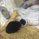 묘생역전 이미지