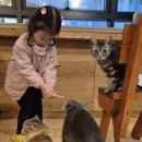 평택5로 | 평택고양이카페 &#39;삼층고양이카페&#39; 아이랑 함께한 평택이색카페 후기