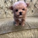도그마루 강아지 고양이 울산점 | 울산강아지분양 어디갈지 고민했는데 도그마루 강아지 고양이 울산점 가보고 완전 반했어요