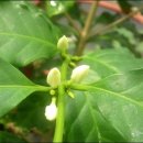 커피나무 이미지