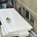 고양이이야기 이미지