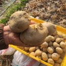 김덕수농장 이미지