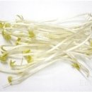 콩나물 이미지