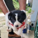 오수의과 동물병원 이미지