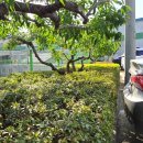 수원예조경 - 화성시 제암고주로53번길 6 | 수원예조경