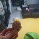 하이뭉하 | 강아지 수제간식은 '하이뭉하' 강추강추!