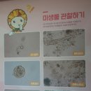 아르셀라 이미지