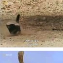 벌꿀오소리