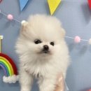 정우켄넬 이미지