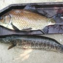 대물낚시 이미지