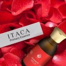 뚱슈헤나 이미지