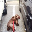 현동물병원 이미지