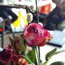 C&O(씨엔오)레스토랑 이미지