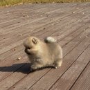 베베멍 강아지고양이분양 시흥본점 이미지