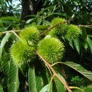 머루다래 이미지