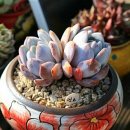 플로아