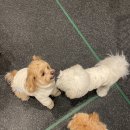 프랑소와펫 아카데미 이미지