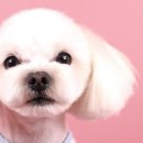 퀸펫살롱 이미지