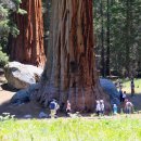 자이언트포레스트 이미지