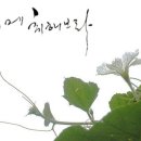 캘리그래피(디자인)...글씨에 취해보라..조롱박넝쿨... 이미지