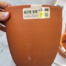 하니호프 | [일상]호프셀렘 분갈이 뿌리나누기, 엄궁화훼단지 후기 다이소토분