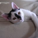 은행나무종합동물병원 이미지