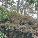 황옥공주 인어상 | 부산 해운대 꼭 가볼만한 명소 '동백공원'｜동백섬 데크길 따라 펼쳐지는 바다 풍경