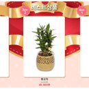 25시플라워